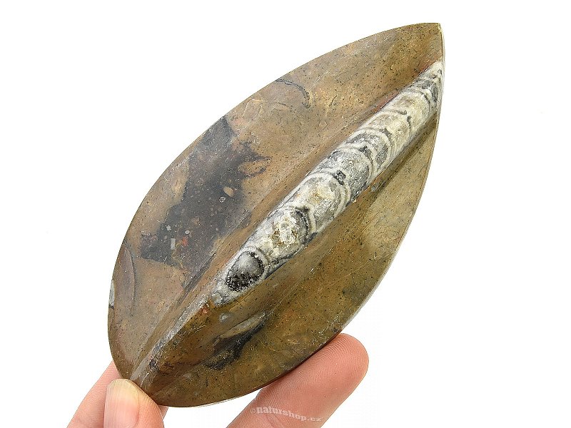 Fossilized orthoceras from Morocco (134g)