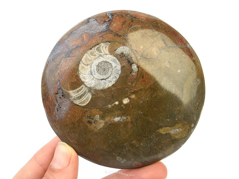 Fossil ammonite in rock (Erfoud, Morocco) 234 g