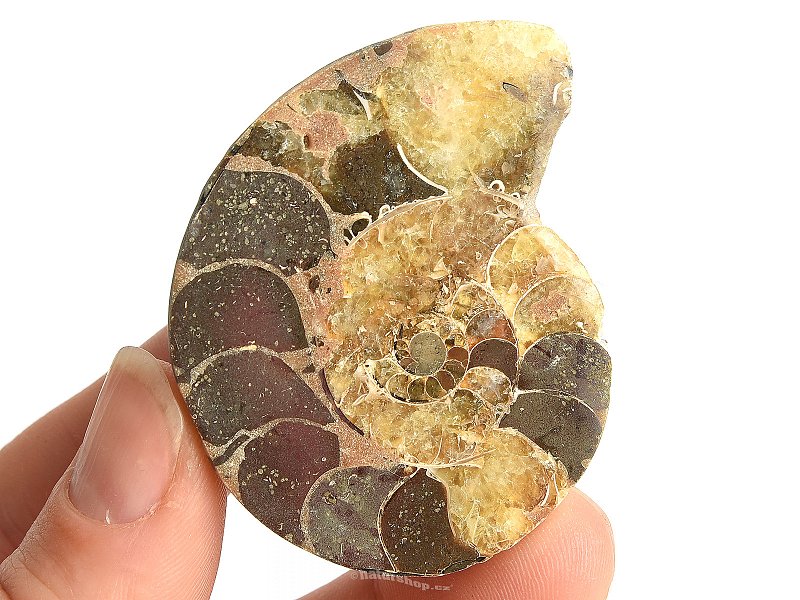 Ammonite one half 36.3g