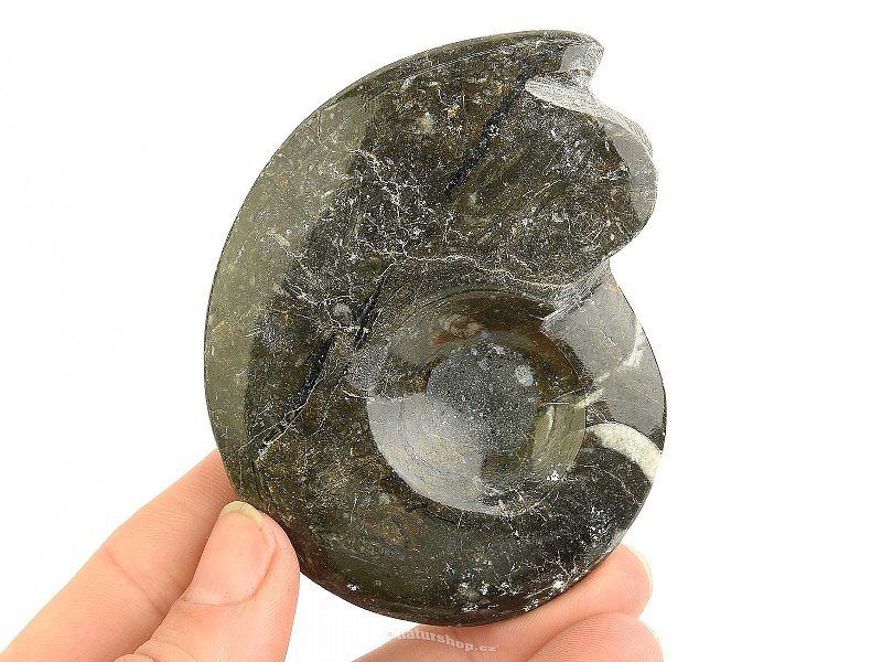 Goniatite fossil from Morocco 104g