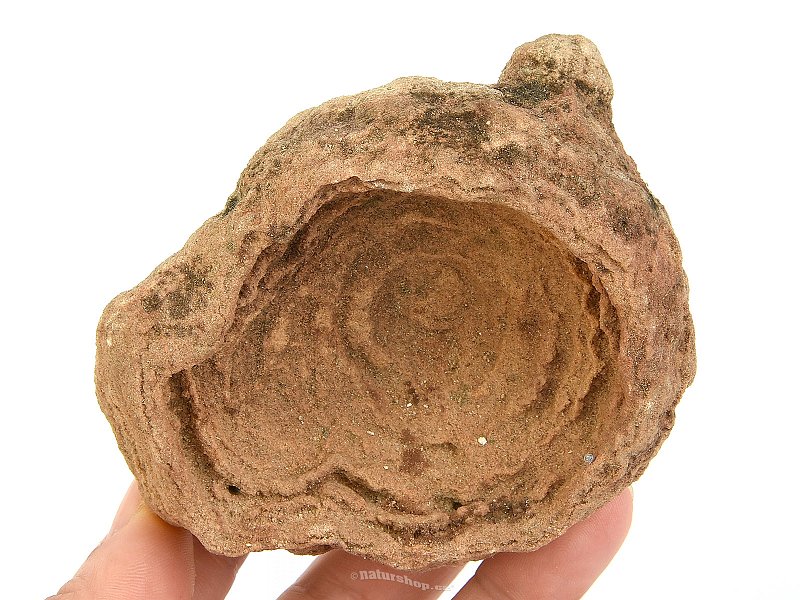 Petrified stromatolite Morocco 344g