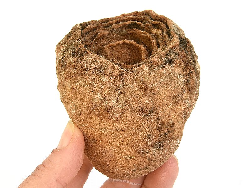 Fossilized stromatolite Morocco 460g