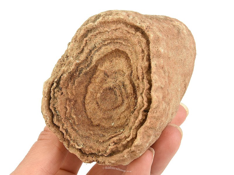 Fossilized stromatolite Morocco 403g