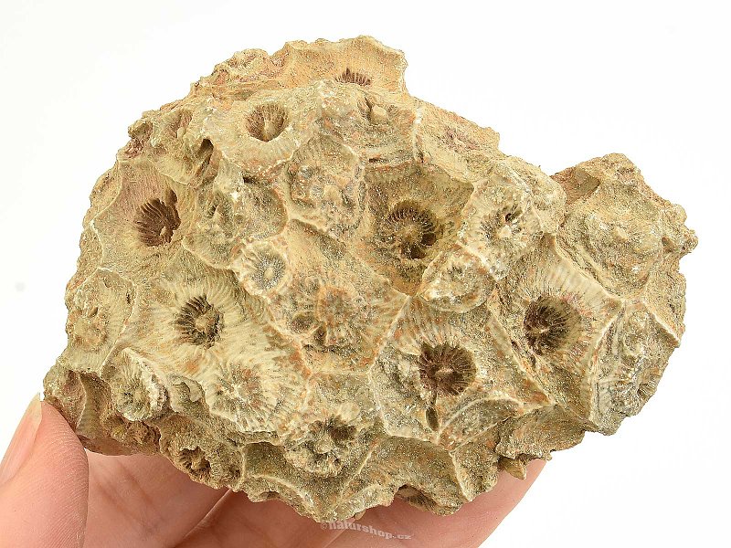 Fossil coral from Morocco 172g