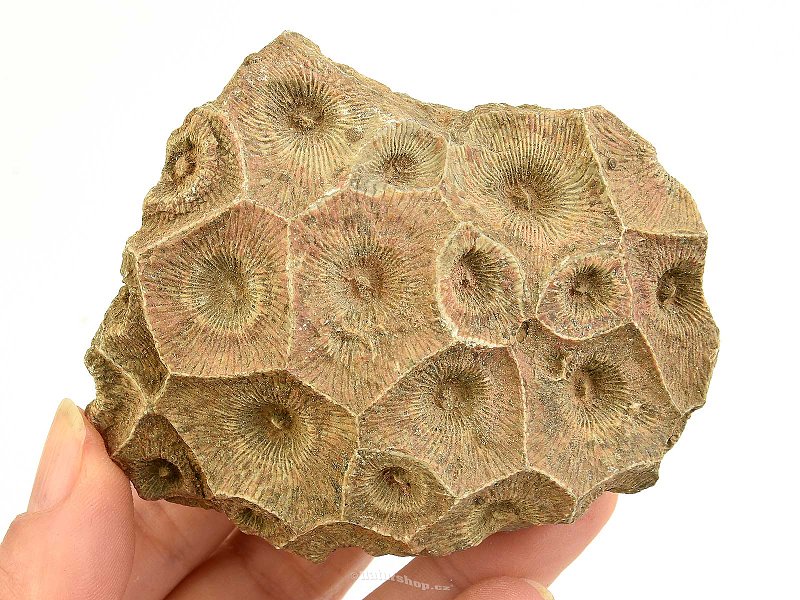 Fosilní korál z Maroka 221g