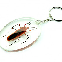 Keychain beetle typ011