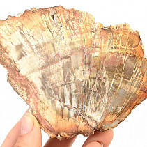Fossilized wood slice (208g)
