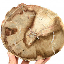 Petrified wood slice (1018g)
