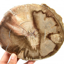 Petrified wood slice (948g)