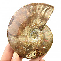 Ammonite with opal shine 363g