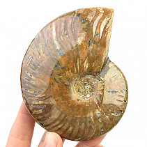 Ammonite with opal shine 317g