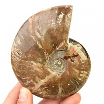 Collectible ammonite with opal shine 242g
