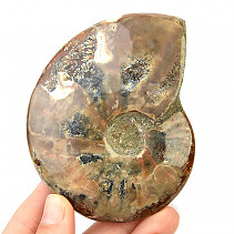 Collectible ammonite with opal shine 260g
