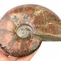 Collectible ammonite with opal shine 291g