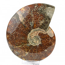 Collectible ammonite Madagascar (1678g)