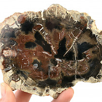 Petrified wood slice (312g)