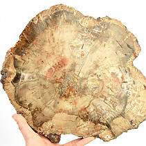 Petrified wood slice (2995g)