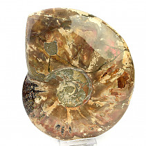 Collectible ammonite Madagascar (2524g)