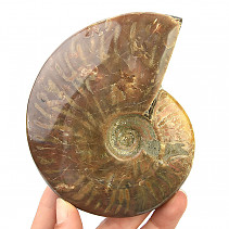 Ammonite whole with opal luster (430g)