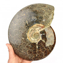 Whole ammonite (2608g)