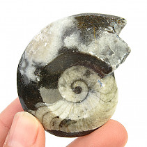 Fossilized goniatite from Morocco 46g