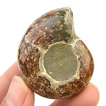 Ammonite whole with opal luster (40g)