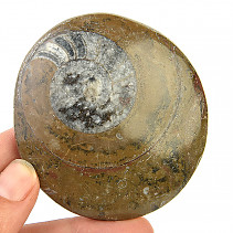 Fossil ammonite in rock (Erfoud, Morocco) 91 g