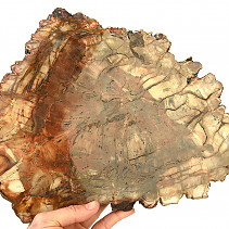 Petrified wood slice 2597g