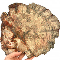 Petrified wood slice (2324g)