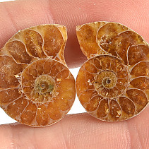 Ammonite selection pair 5.2g