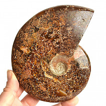 Selected ammonite 635g in total