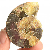 Ammonite one half 36.3g