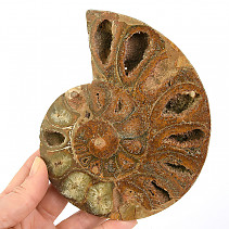 Ammonite half for collectors 395g