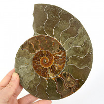 Ammonite half for collectors 551g