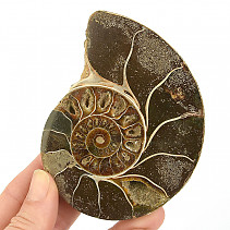 Ammonite half for collectors 259g