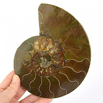 Ammonite half for collectors 552g