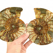Ammonite pair 738g
