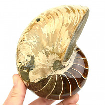 Smooth ammonite whole from Madagascar 1419g