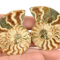 Ammonite pair 36g