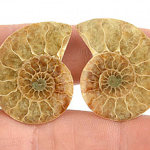 Ammonite selection pair from Madagascar 8g