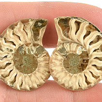 Ammonite selection pair 5g from Madagascar