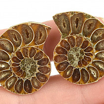 Ammonite selection pair from Madagascar 12g