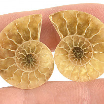 Collectable ammonite pair 6g from Madagascar