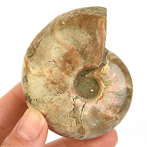 Whole ammonite with opal luster from Madagascar 170g