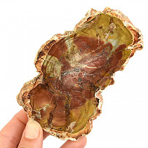 Petrified wood slice from Madagascar 243g