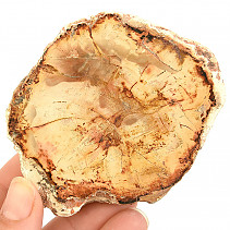 Petrified wood slice from Madagascar 125g