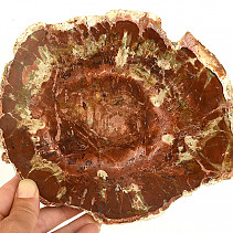 Slice of petrified wood 820g (Madagascar)