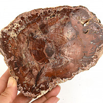 Slice of petrified wood 622g (Madagascar)