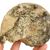 Fossil ammonite tractor (Morocco) 745g