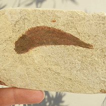 Fossil fish Knightia alta (USA) 85g